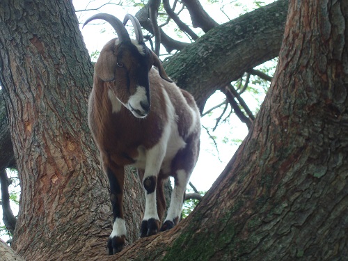 Hawaiian goat
