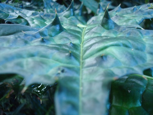 Oahu leaf