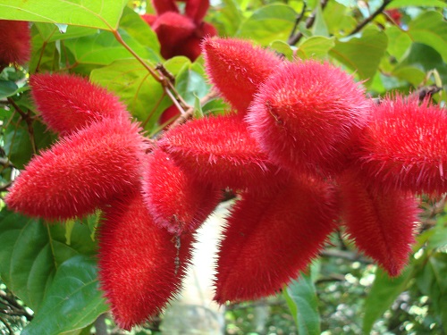 Oahu red pods