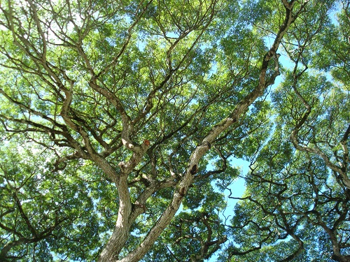 Oahu tree