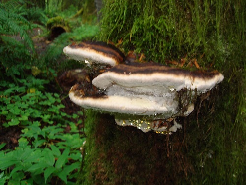 Oregon fungi 2