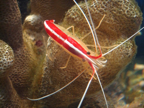 Shrimp in the Bangcock aquarium