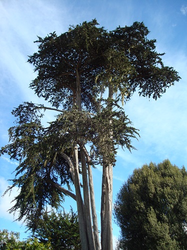 Cambria tree
